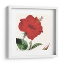 Cosechado Antiguo Botánico I - Vision Studio | Cuadro decorativo de Canvas Lab