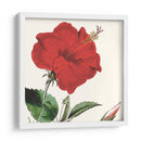 Cosechado Antiguo Botánico I - Vision Studio | Cuadro decorativo de Canvas Lab