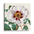 Antiguo Botánico Cultivo Ii - Vision Studio | Cuadro decorativo de Canvas Lab