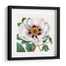 Antiguo Botánico Cultivo Ii - Vision Studio | Cuadro decorativo de Canvas Lab