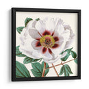 Antiguo Botánico Cultivo Ii - Vision Studio | Cuadro decorativo de Canvas Lab