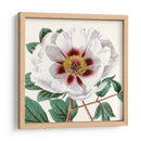 Antiguo Botánico Cultivo Ii - Vision Studio | Cuadro decorativo de Canvas Lab