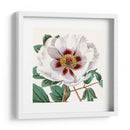 Antiguo Botánico Cultivo Ii - Vision Studio | Cuadro decorativo de Canvas Lab