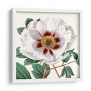 Antiguo Botánico Cultivo Ii - Vision Studio | Cuadro decorativo de Canvas Lab