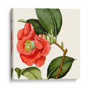 Antiguo Botánico Cultivo Iii - Vision Studio | Cuadro decorativo de Canvas Lab