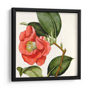 Antiguo Botánico Cultivo Iii - Vision Studio | Cuadro decorativo de Canvas Lab