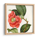 Antiguo Botánico Cultivo Iii - Vision Studio | Cuadro decorativo de Canvas Lab