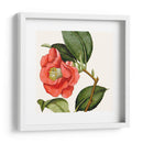 Antiguo Botánico Cultivo Iii - Vision Studio | Cuadro decorativo de Canvas Lab