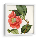 Antiguo Botánico Cultivo Iii - Vision Studio | Cuadro decorativo de Canvas Lab