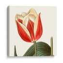 Antiguo Botánico Botánico Recortado - Vision Studio | Cuadro decorativo de Canvas Lab