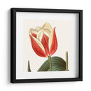 Antiguo Botánico Botánico Recortado - Vision Studio | Cuadro decorativo de Canvas Lab