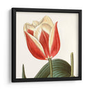 Antiguo Botánico Botánico Recortado - Vision Studio | Cuadro decorativo de Canvas Lab