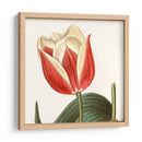 Antiguo Botánico Botánico Recortado - Vision Studio | Cuadro decorativo de Canvas Lab