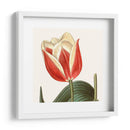 Antiguo Botánico Botánico Recortado - Vision Studio | Cuadro decorativo de Canvas Lab