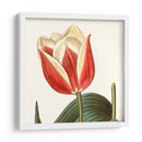 Antiguo Botánico Botánico Recortado - Vision Studio | Cuadro decorativo de Canvas Lab