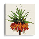 Cosechado Antiguo Botánico V - Vision Studio | Cuadro decorativo de Canvas Lab