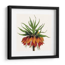 Cosechado Antiguo Botánico V - Vision Studio | Cuadro decorativo de Canvas Lab