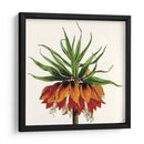 Cosechado Antiguo Botánico V - Vision Studio | Cuadro decorativo de Canvas Lab