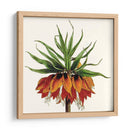 Cosechado Antiguo Botánico V - Vision Studio | Cuadro decorativo de Canvas Lab