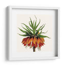 Cosechado Antiguo Botánico V - Vision Studio | Cuadro decorativo de Canvas Lab