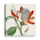 Antiguo Botánico Vi - Vision Studio | Cuadro decorativo de Canvas Lab