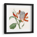 Antiguo Botánico Vi - Vision Studio | Cuadro decorativo de Canvas Lab