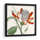 Antiguo Botánico Vi - Vision Studio | Cuadro decorativo de Canvas Lab