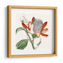 Antiguo Botánico Vi - Vision Studio | Cuadro decorativo de Canvas Lab