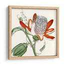 Antiguo Botánico Vi - Vision Studio | Cuadro decorativo de Canvas Lab