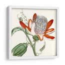 Antiguo Botánico Vi - Vision Studio | Cuadro decorativo de Canvas Lab