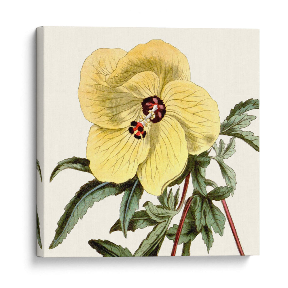 Cosechado Antiguo Botánico Vii - Vision Studio | Cuadro decorativo de Canvas Lab