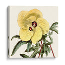 Cosechado Antiguo Botánico Vii - Vision Studio | Cuadro decorativo de Canvas Lab