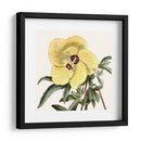 Cosechado Antiguo Botánico Vii - Vision Studio | Cuadro decorativo de Canvas Lab