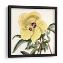 Cosechado Antiguo Botánico Vii - Vision Studio | Cuadro decorativo de Canvas Lab