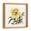 Cosechado Antiguo Botánico Vii - Vision Studio | Cuadro decorativo de Canvas Lab