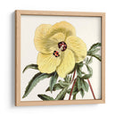 Cosechado Antiguo Botánico Vii - Vision Studio | Cuadro decorativo de Canvas Lab