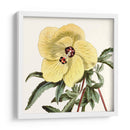 Cosechado Antiguo Botánico Vii - Vision Studio | Cuadro decorativo de Canvas Lab