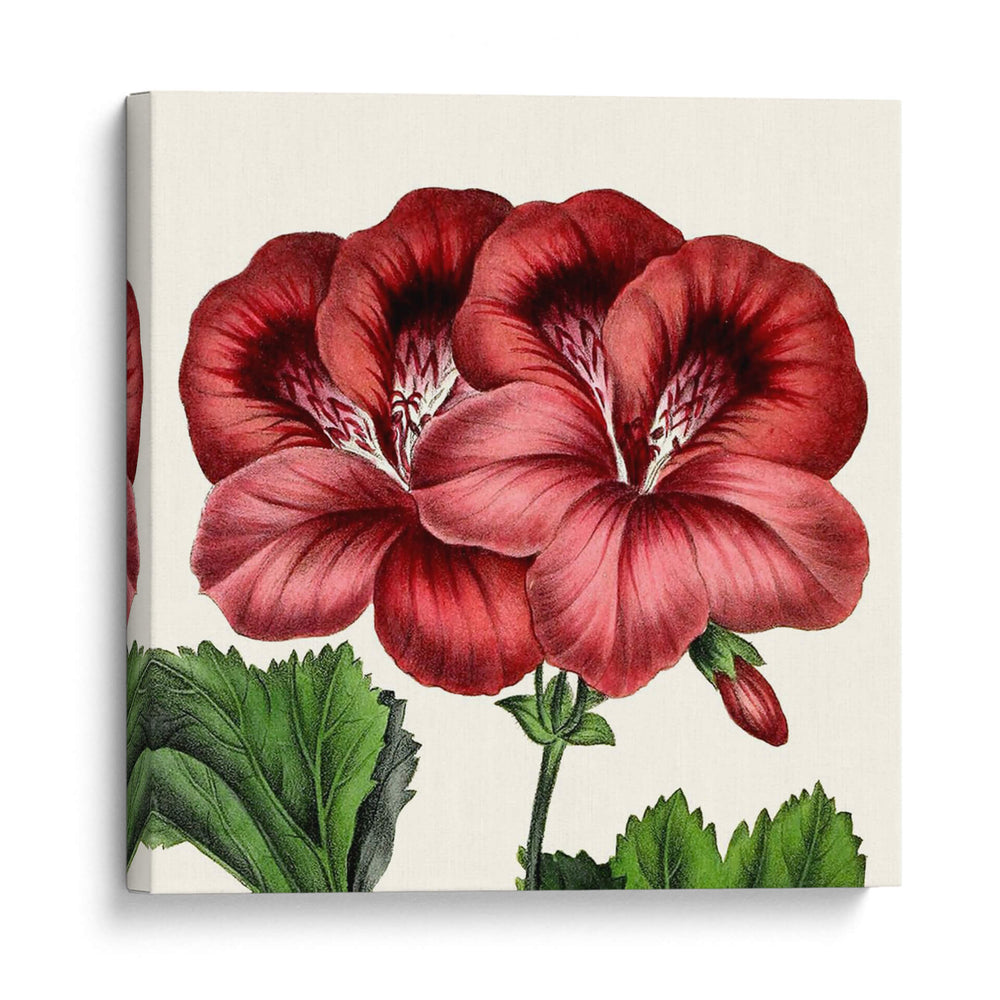 Cultivo Antiguo Botánico Ix - Vision Studio | Cuadro decorativo de Canvas Lab