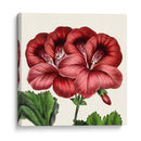 Cultivo Antiguo Botánico Ix - Vision Studio | Cuadro decorativo de Canvas Lab