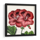 Cultivo Antiguo Botánico Ix - Vision Studio | Cuadro decorativo de Canvas Lab