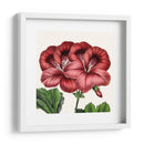 Cultivo Antiguo Botánico Ix - Vision Studio | Cuadro decorativo de Canvas Lab