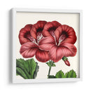 Cultivo Antiguo Botánico Ix - Vision Studio | Cuadro decorativo de Canvas Lab