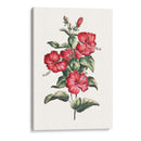 Hibisco Floreciente Iii | Cuadro decorativo de Canvas Lab
