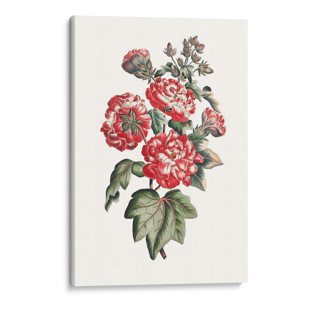 Hibiscus Flowering Iv | Cuadro decorativo de Canvas Lab