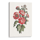 Hibiscus Flowering Iv | Cuadro decorativo de Canvas Lab