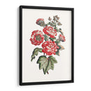 Hibiscus Flowering Iv | Cuadro decorativo de Canvas Lab