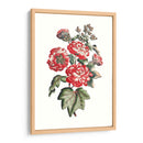 Hibiscus Flowering Iv | Cuadro decorativo de Canvas Lab