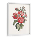 Hibiscus Flowering Iv | Cuadro decorativo de Canvas Lab