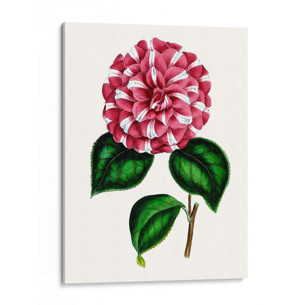 Grand Blooms I | Cuadro decorativo de Canvas Lab