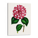 Grand Blooms I | Cuadro decorativo de Canvas Lab